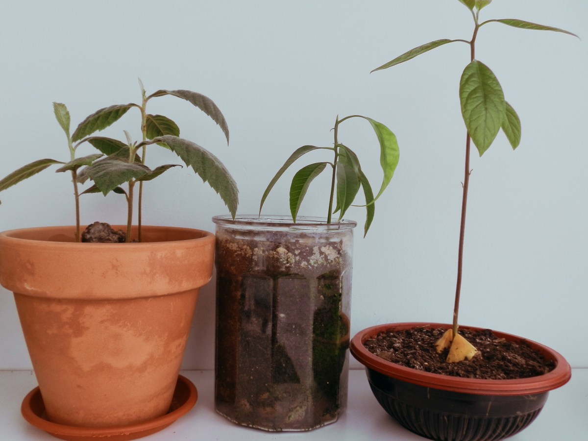 CÓMO GERMINAR TUS FRUTAS Y VERDURAS Y CONSEGUIR NUEVAS PLANTAS Y&nbsp;ARBOLITOS